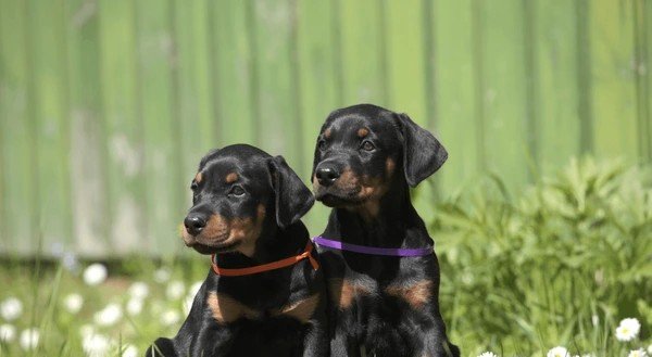 Doberman puppy From Goa