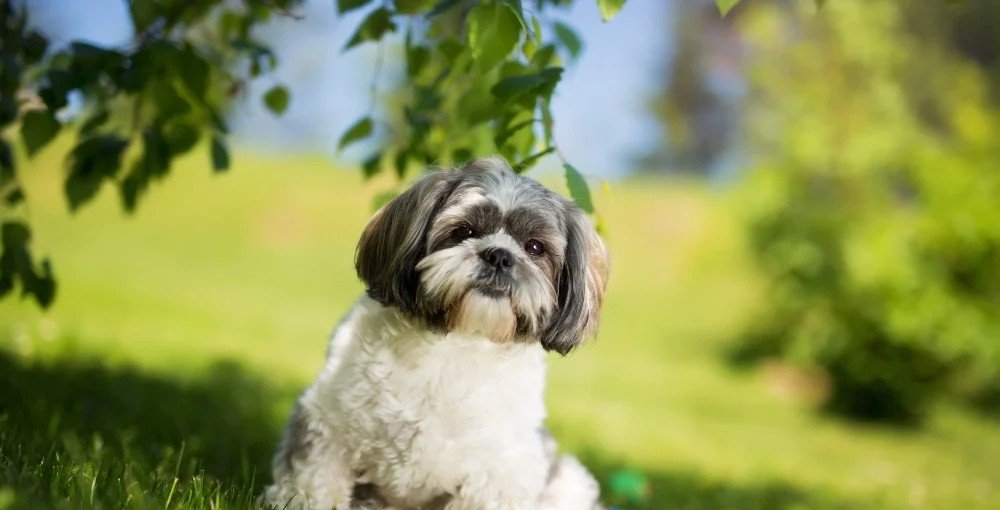 Shih Tzu  Puppy From Goa