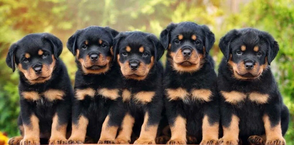 Rottweiler Puppy From Goa