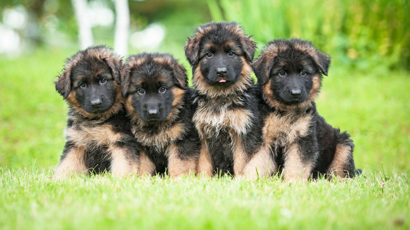 German shepherd  Puppy From Goa