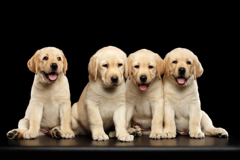 Labrador Retriever Puppy Form India