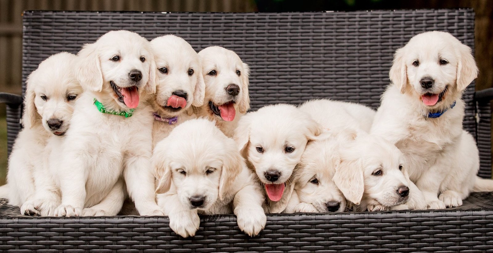 Golden Retriever For Sale In India