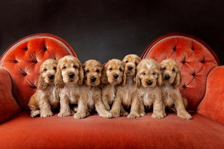 Cocker Spaniel Puppy From India