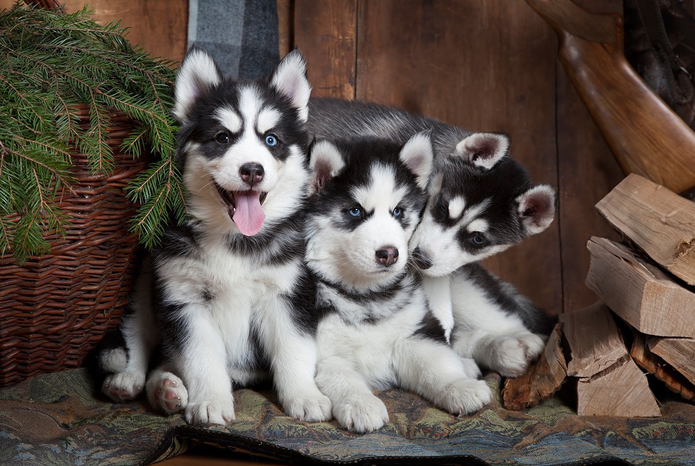 Siberian Husky Puppy From India