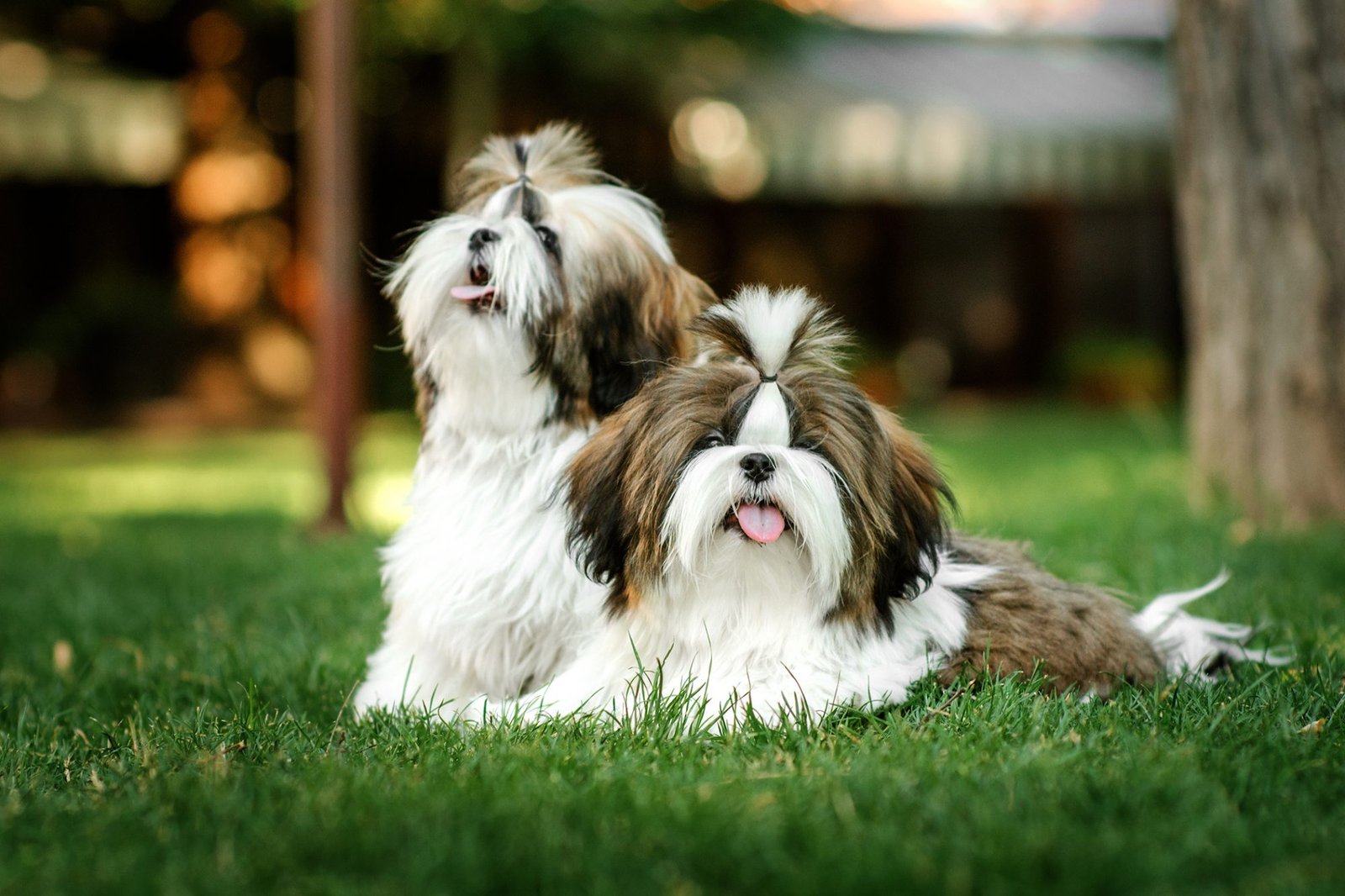 Shih Tzu  Puppy From India