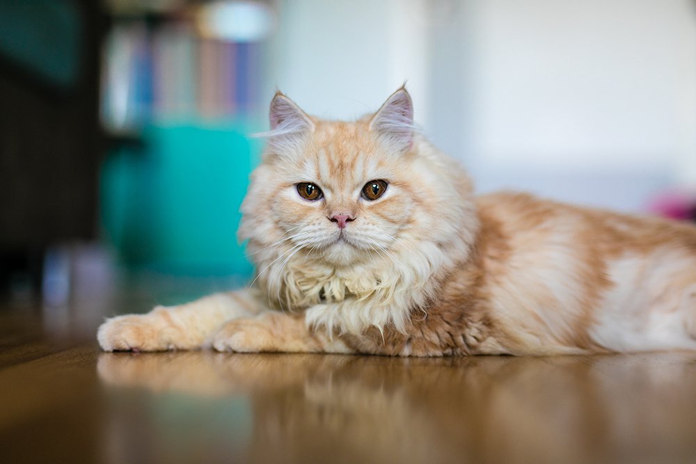 Persian cat Price in Pune