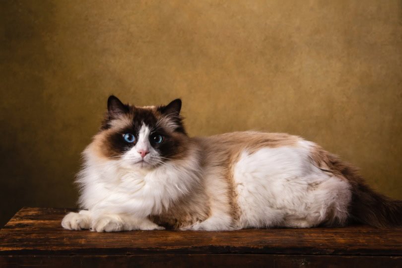 Ragdoll cat From Pune