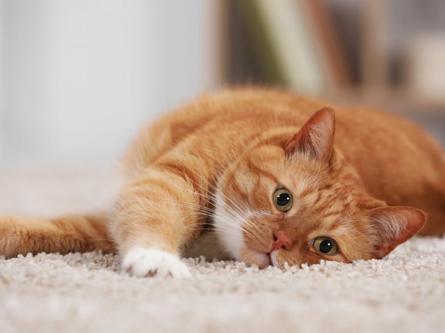 Ginger Cat From Pune