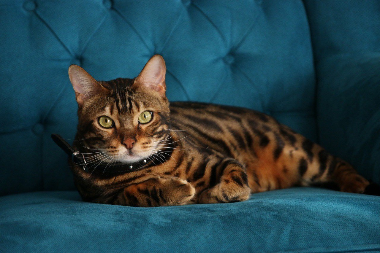 Bengal Cat Price in Pune