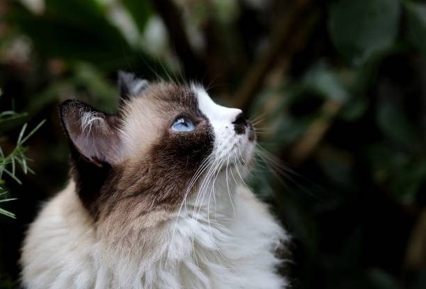 Himalayan cat Price in Pune