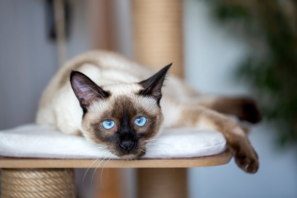 Siamese cat Price from Pune