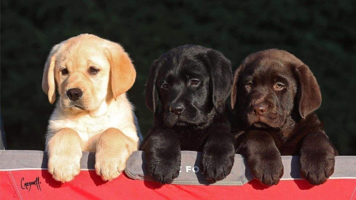 Labrador Retriever Puppies For Sale In Kolkata