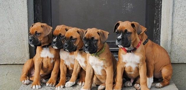 Boxer puppy From Ahmedabad