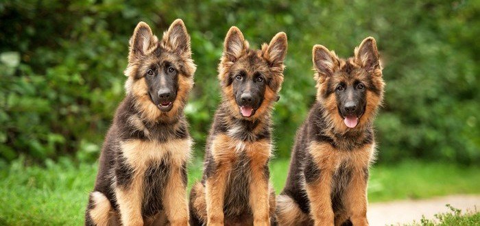German Shepherd Puppy From Bangalore