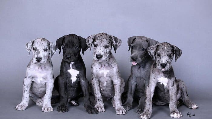 Great Dane  Puppy Form Chennai