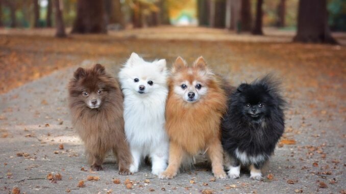 Pomeranian  Puppy From Mumbai