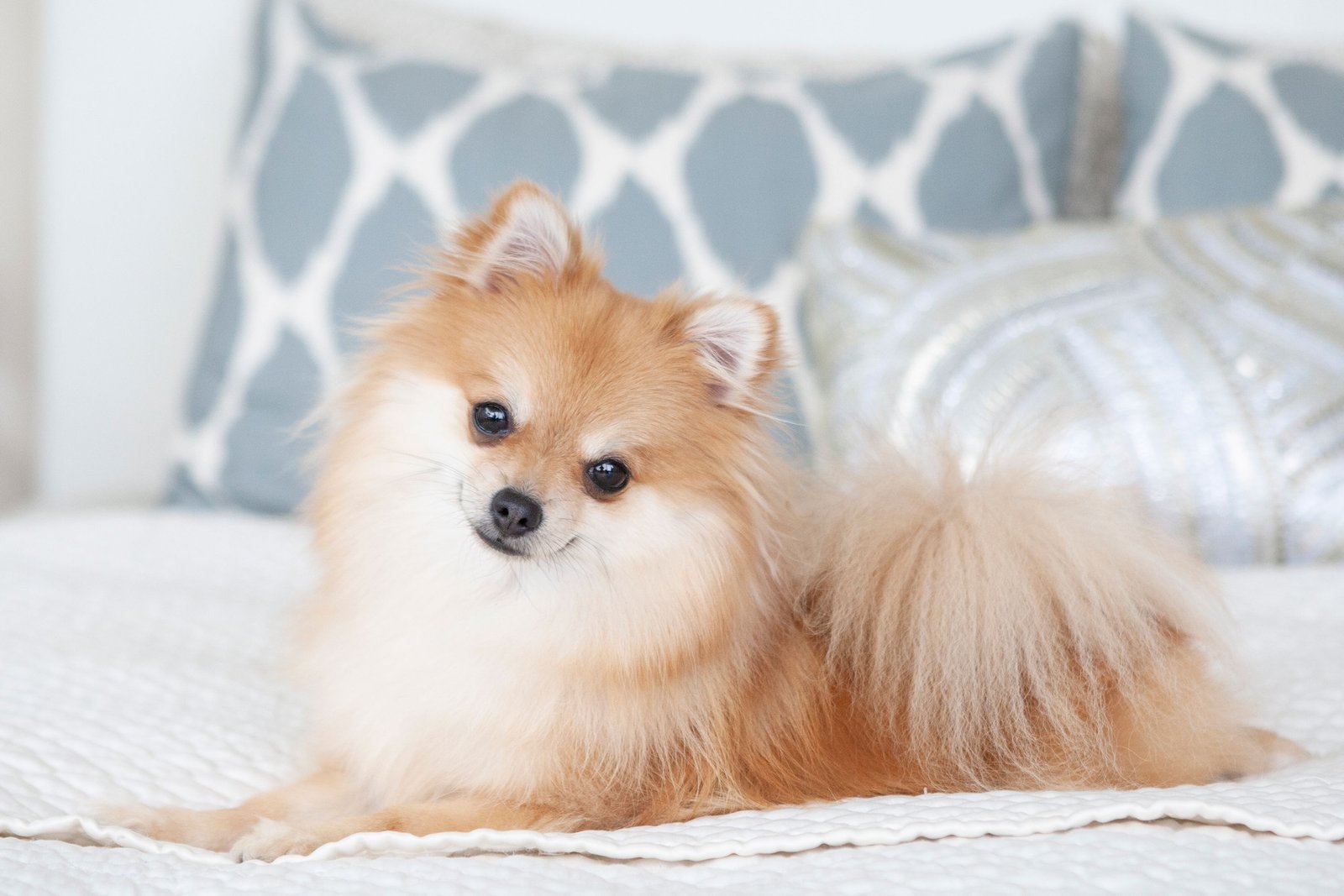 Toy Pomeranian Puppy from Ahmedabad