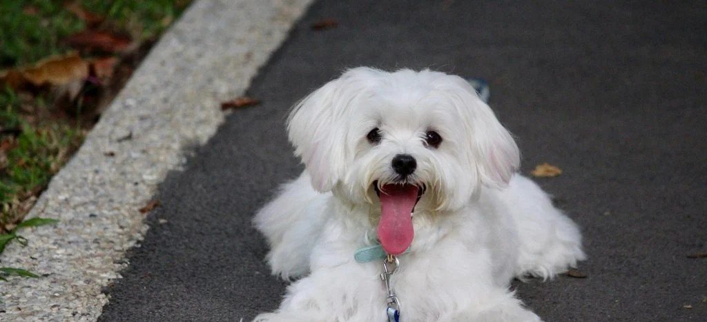 Maltese Puppy From Hyderabad