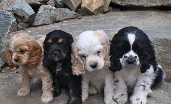 Cocker Spaniel Puppies For Sale In Kolkata