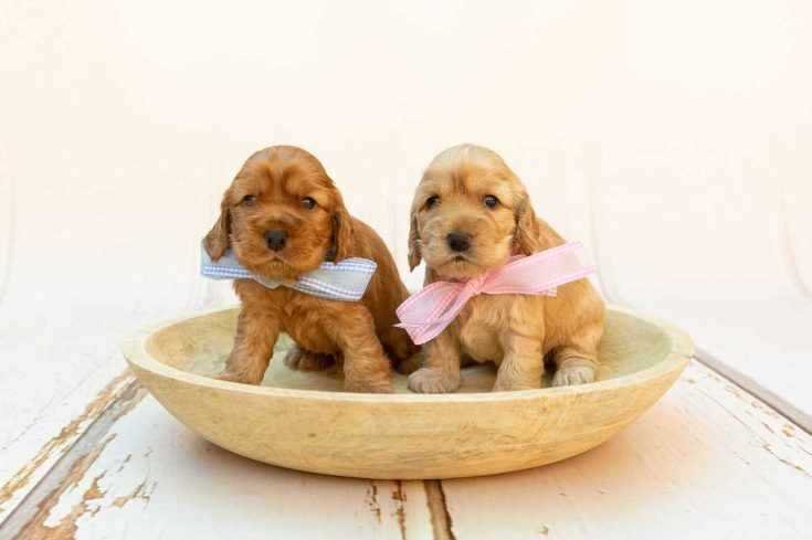 Cocker Spaniel Puppies For Sale In Goa