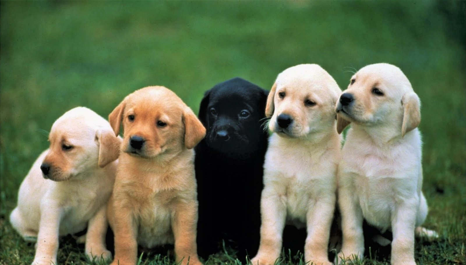 Labrador Retriever Puppy Form Pune