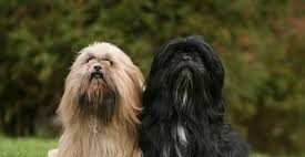 Lhasa Apso Puppy From Chennai