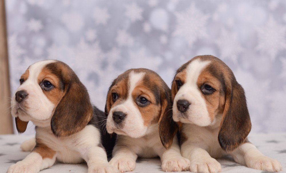 Beagle Puppies For Sale In Mumbai