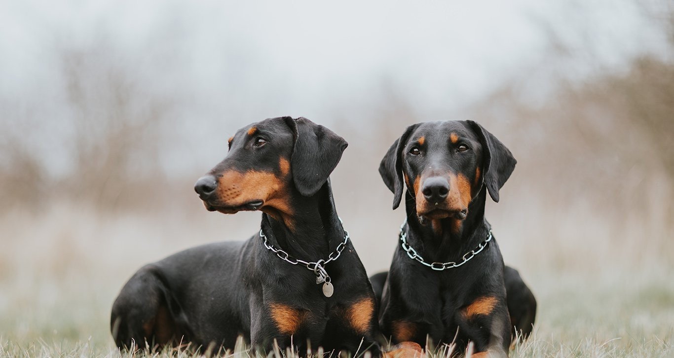 Doberman puppy From Chennai