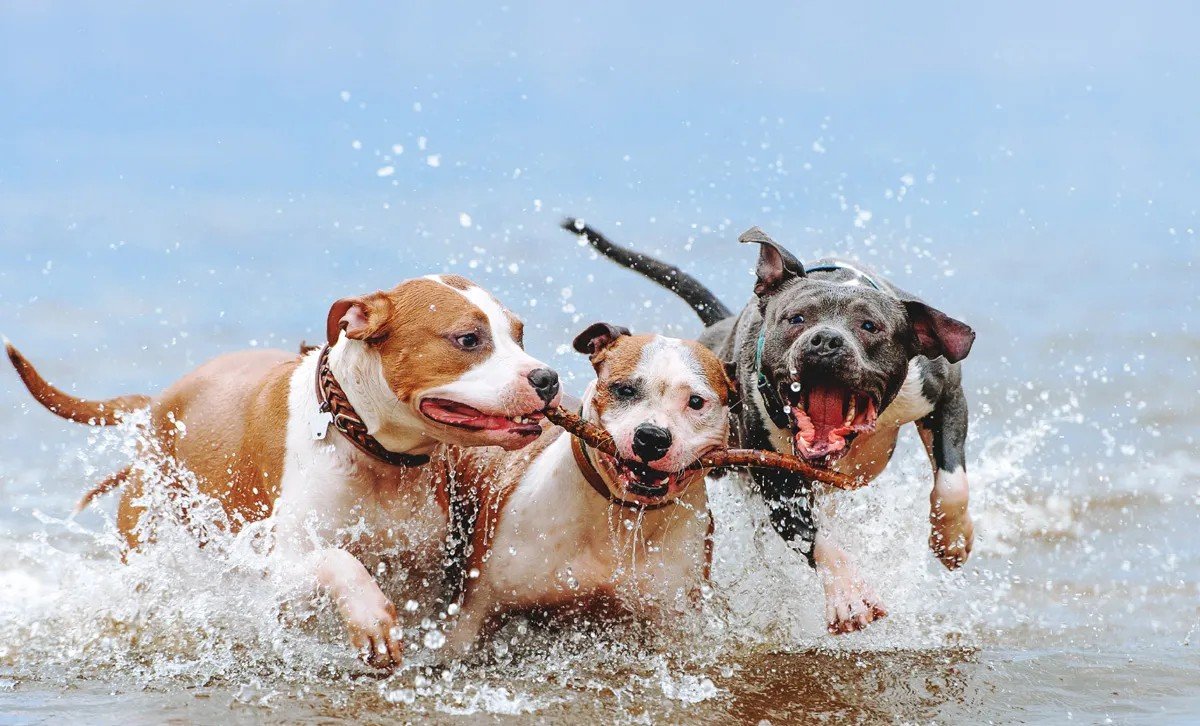 Pitbull Puppy From Ahmedabad