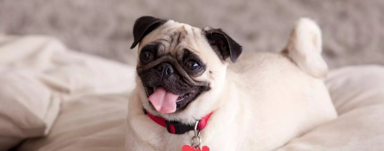 Pug Puppy Form India
