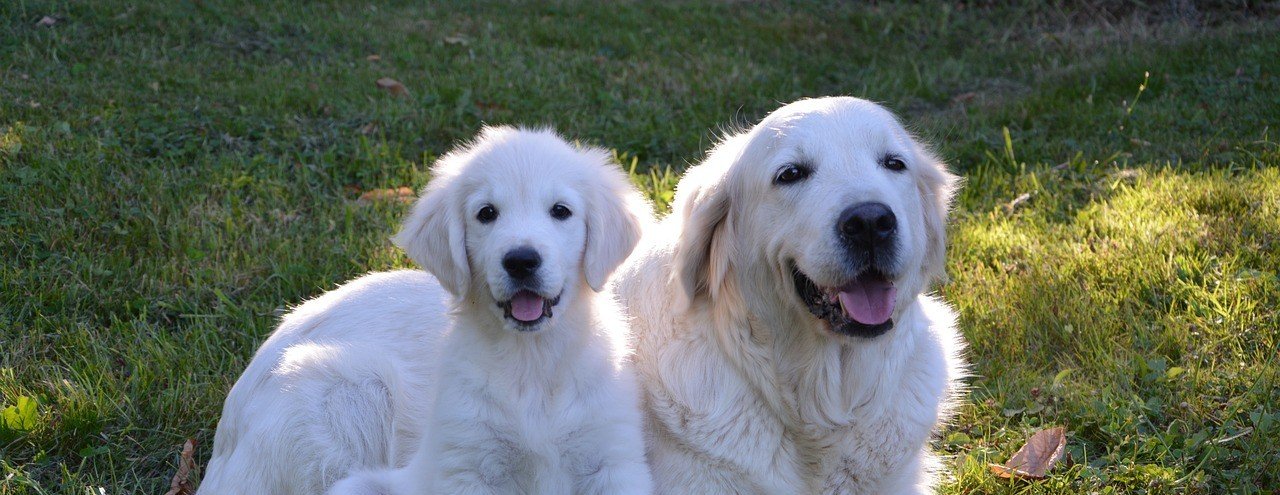 Golden Retriever Puppies For Sale In Mumbai