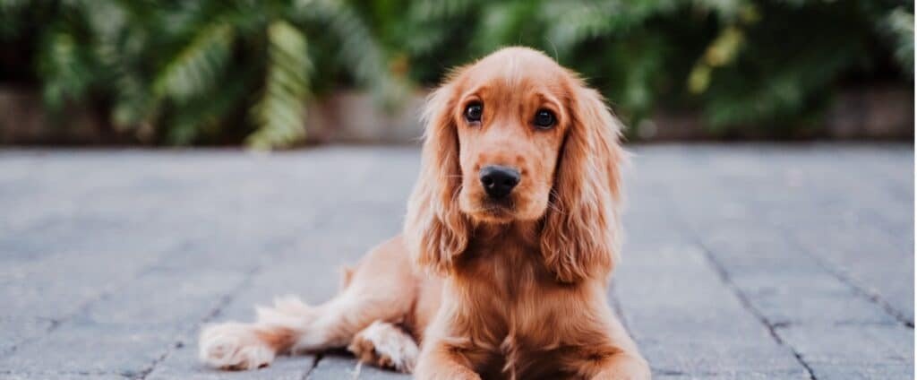 Cocker Spaniel Puppies For Sale In Mumbai