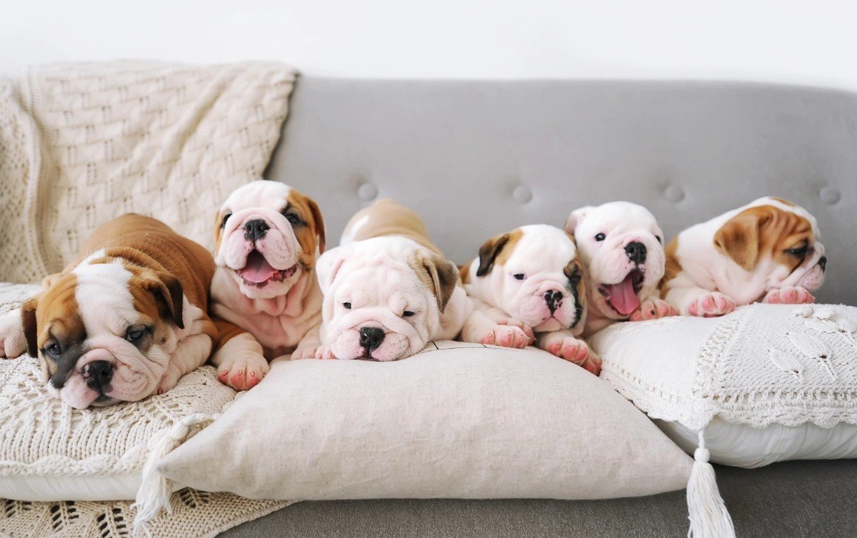 English Bulldog  Puppy From Vizag
