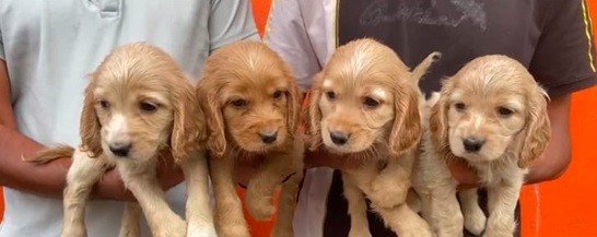Cocker Spaniel Puppy From Chennai