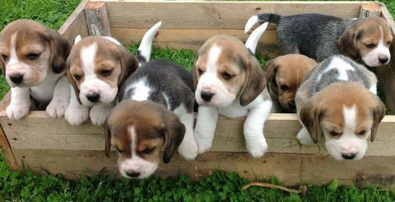 Beagle Puppies For Sale In Chennai
