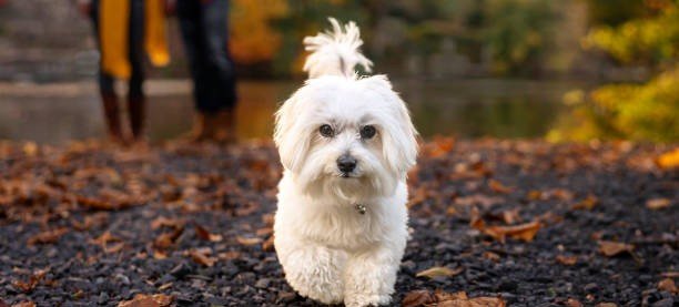 Lhasa Apso Puppy From India