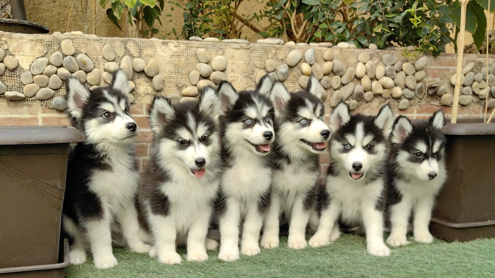 Siberian Husky Puppy From Chennai