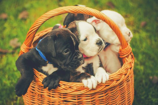 Boxer puppy for sale in  Bangalore