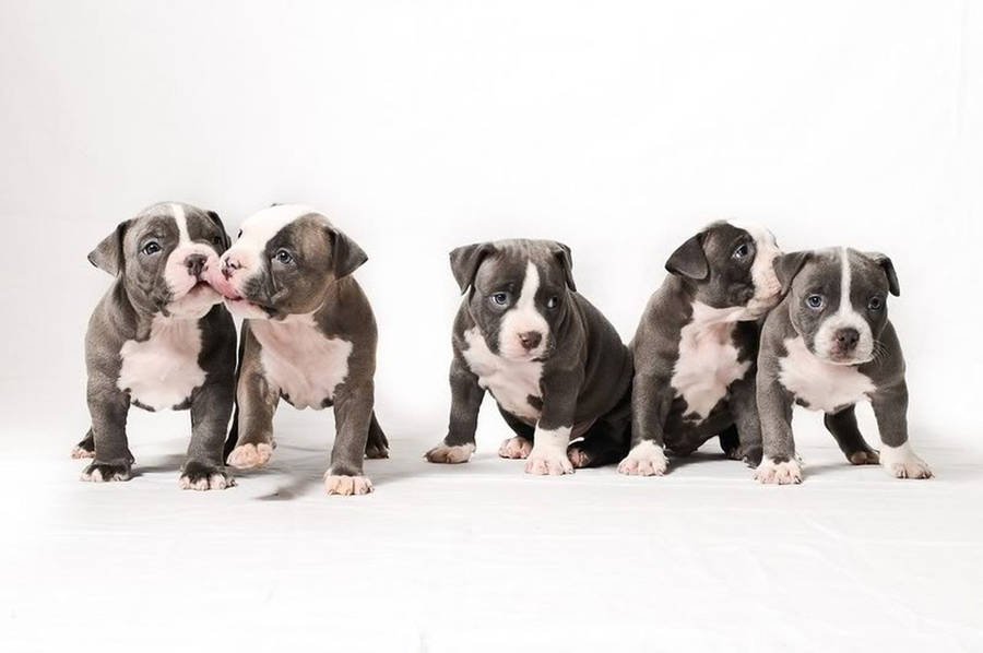 Pitbull Puppy From Jaipur