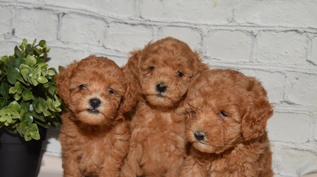 Poodle Puppy From Kolkata