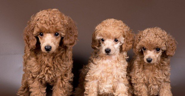 Poodle Puppy From Chennai