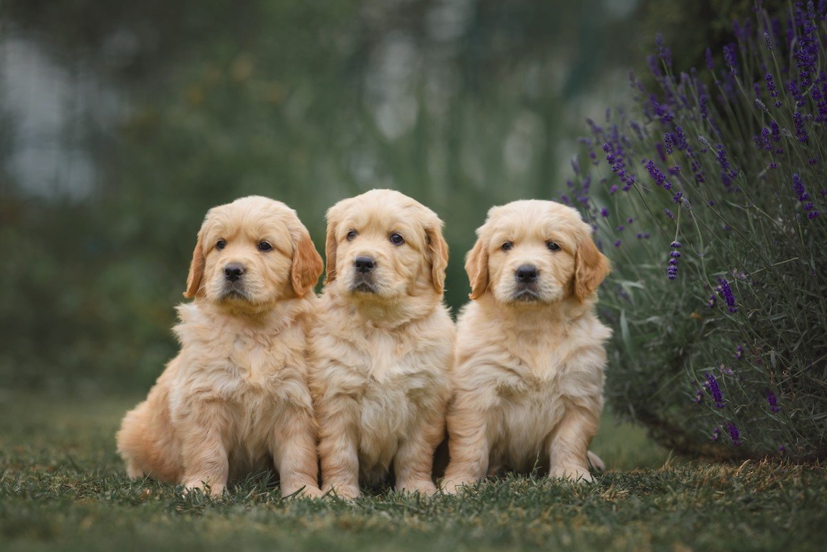 Golden Retriever For Sale In Pune