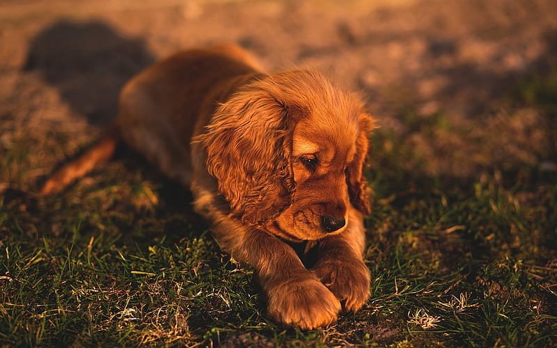 Cocker Spaniel Puppies For Sale In Pune