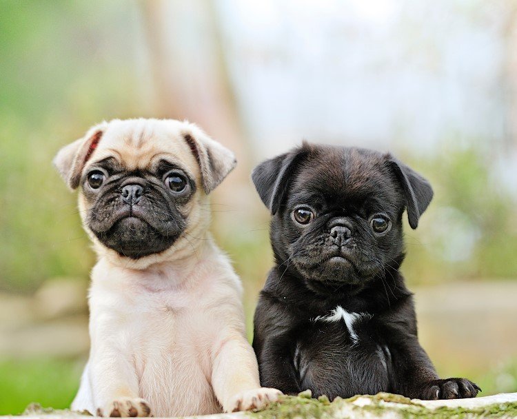 Pug Puppy Form Vizag