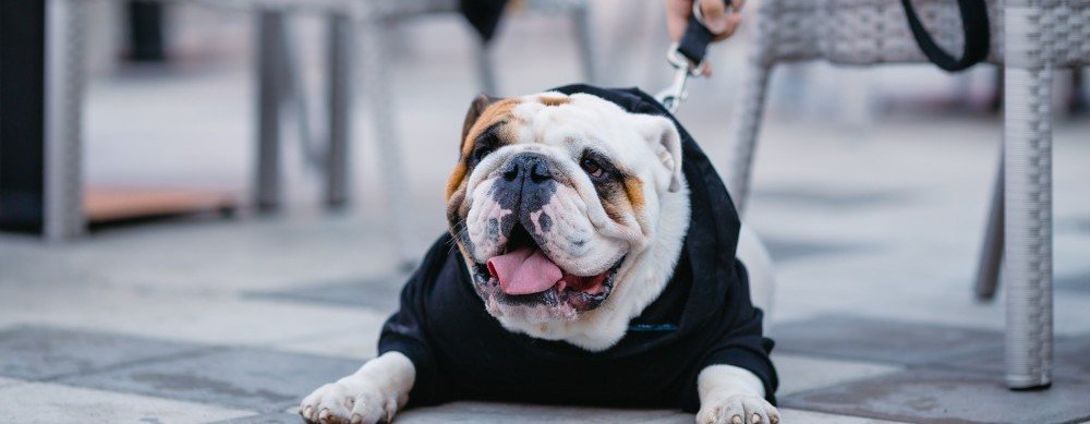 English Bulldog  Puppy From Mumbai