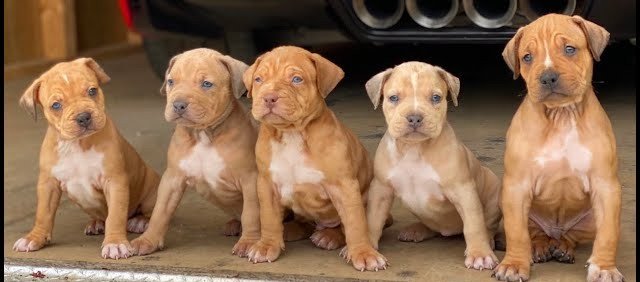 Pitbull Puppy From Bangalore