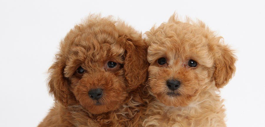 Poodle Puppy From Pune