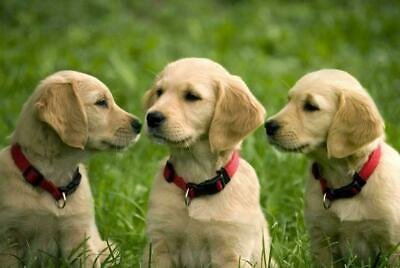 Labrador Retriever Puppies From Bangalore