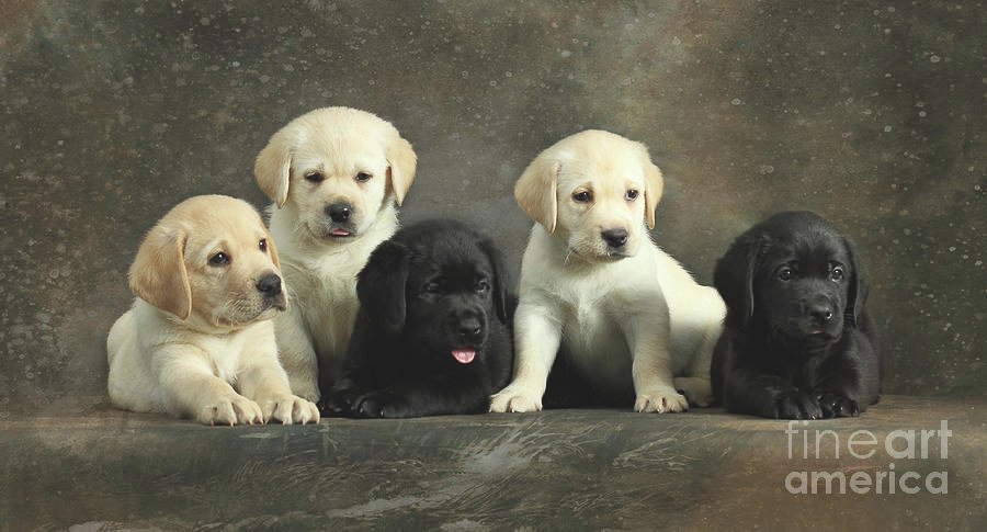 Labrador Retriever Puppies For Sale In Goa