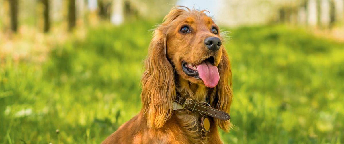 Cocker Spaniel Puppies For Sale In Bangalore